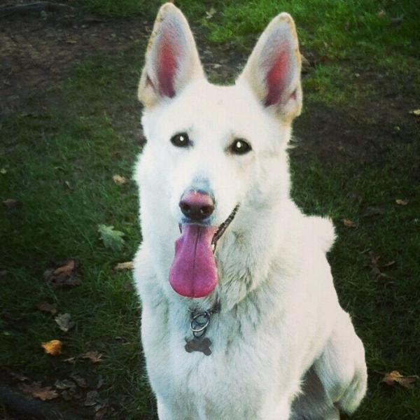 SHOW OFF YOUR DOGS! We can finally post photos here!