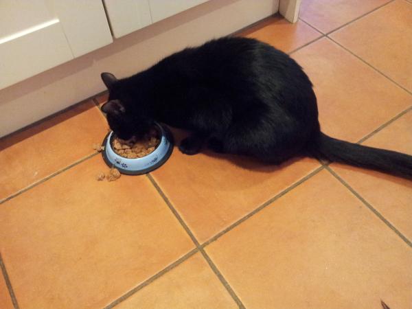 How the bloody hell do I stop my cat being such a complete git?