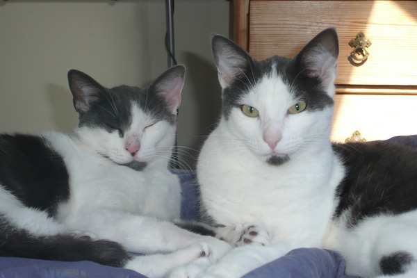 Shall we show off our cats? &#55357&#56832&#55357&#56832&#55357&#56832&#55357&#56832