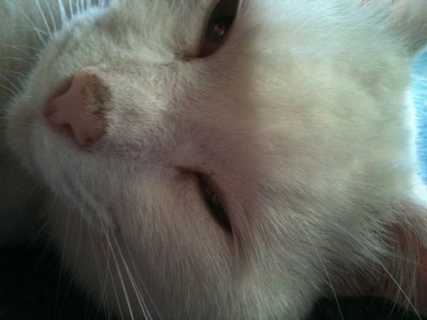How the bloody hell do I stop my cat being such a complete git?