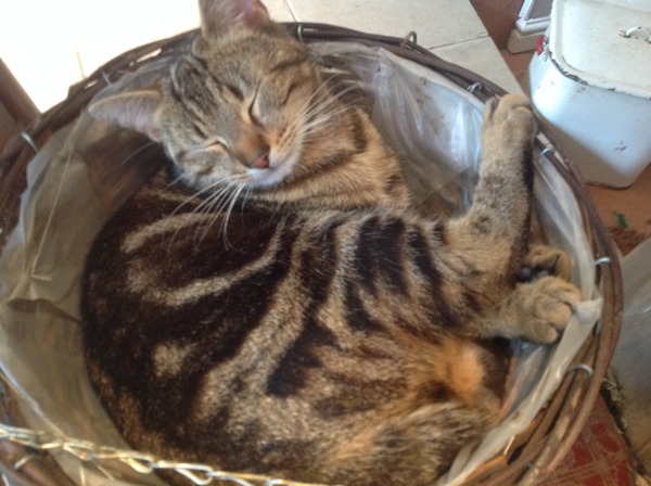 Shall we show off our cats? &#55357&#56832&#55357&#56832&#55357&#56832&#55357&#56832