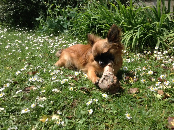 How do I get dog to do what I want without him growling?