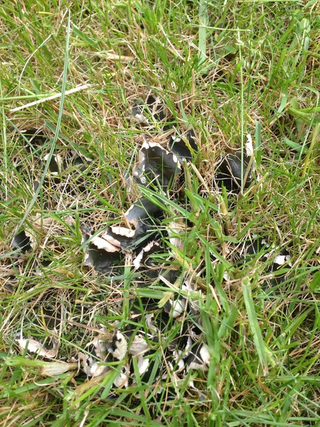 Black/grey dry fungus on lawn
