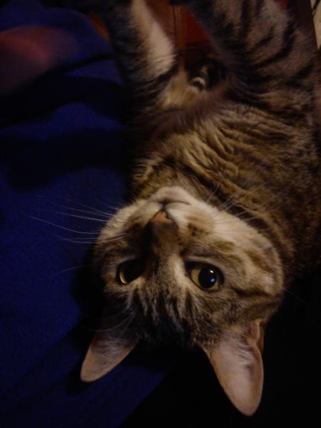 How the bloody hell do I stop my cat being such a complete git?