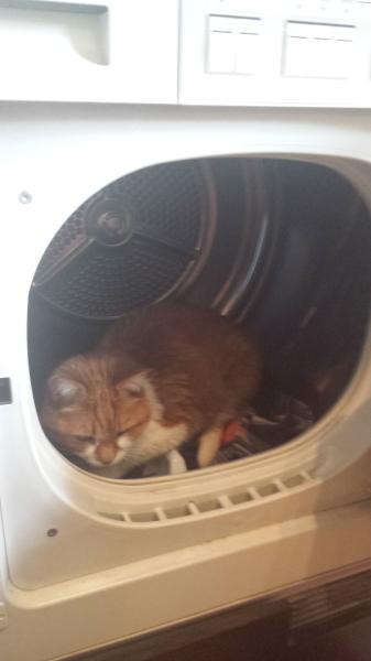 To think cats are not pets, more fluffy forms of torture.