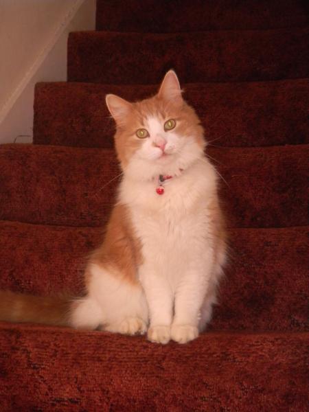 How the bloody hell do I stop my cat being such a complete git?