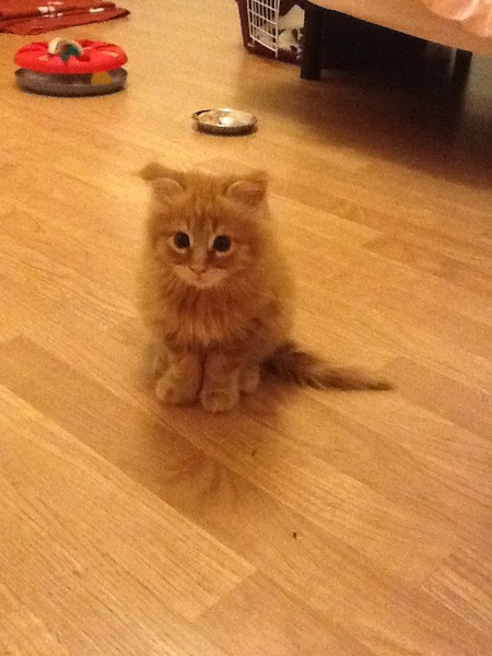 Litter training terrified new kitten