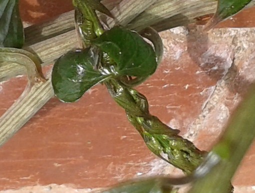 Help me to identify this plant - I should know it really