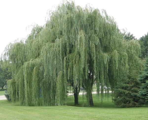 Is it to be Willow?