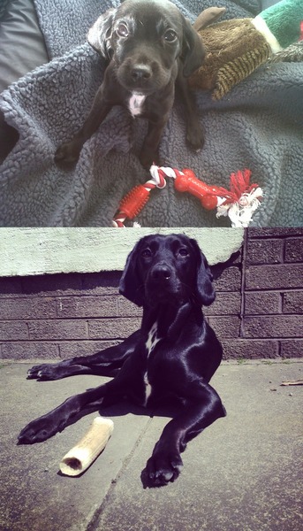 To wonder how anyone manages to get anything done with a puppy in the house?