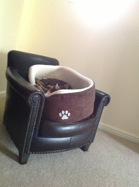 So, the cat is allowed in the lounge.