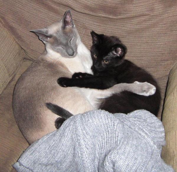 Shall we show off our cats? &#55357&#56832&#55357&#56832&#55357&#56832&#55357&#56832