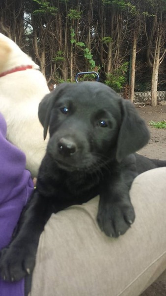 To wonder how anyone manages to get anything done with a puppy in the house?