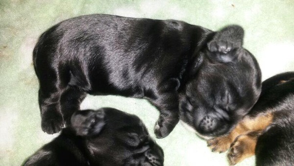 Our puppy has been born