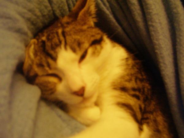How the bloody hell do I stop my cat being such a complete git?