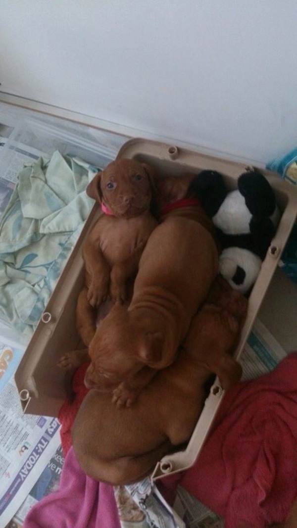 Name for female Vizsla puppy