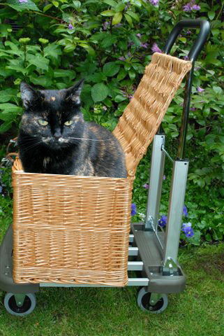 How the bloody hell do I stop my cat being such a complete git?
