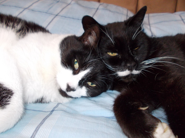 Shall we show off our cats? &#55357&#56832&#55357&#56832&#55357&#56832&#55357&#56832
