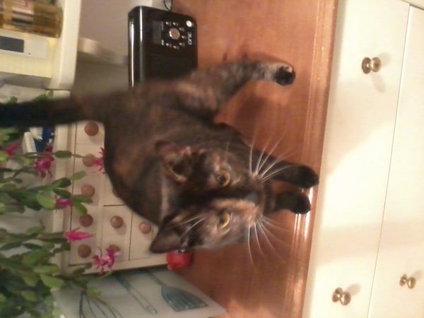 Shall we show off our cats? &#55357&#56832&#55357&#56832&#55357&#56832&#55357&#56832