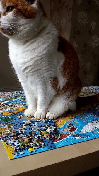 Shall we show off our cats? &#55357&#56832&#55357&#56832&#55357&#56832&#55357&#56832