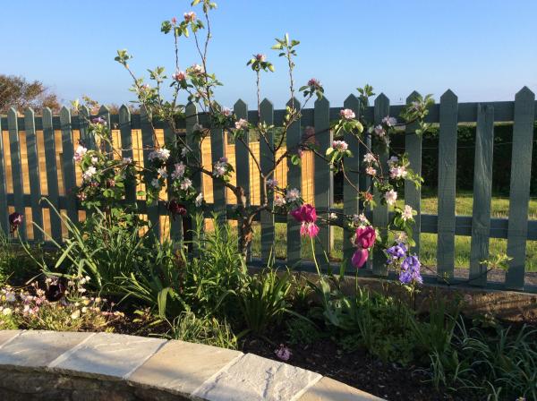 Fence colour for cottage style garden