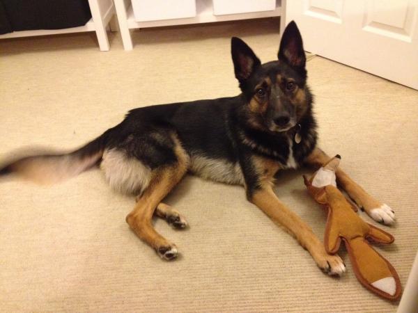 My dog nipped me. What do I do next?