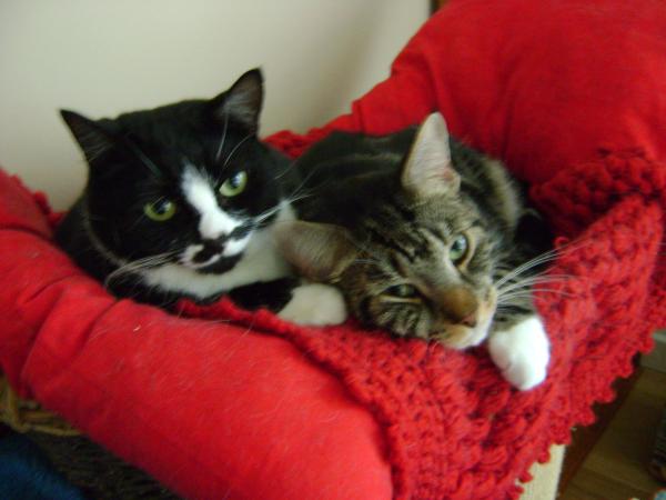 Please help - my cat won't stop meowing at night