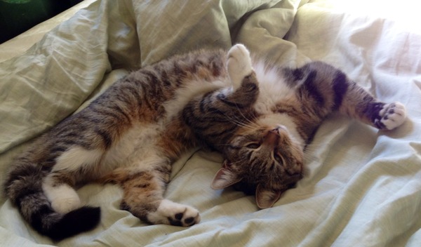 Shall we show off our cats? &#55357&#56832&#55357&#56832&#55357&#56832&#55357&#56832