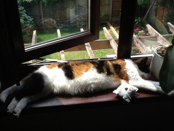 Shall we show off our cats? &#55357&#56832&#55357&#56832&#55357&#56832&#55357&#56832