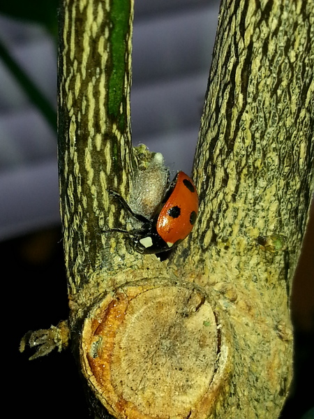 I caught a ladybird, took it inside and now I think it's having babies!