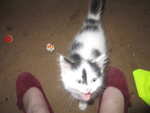 Shall we show off our cats? &#55357&#56832&#55357&#56832&#55357&#56832&#55357&#56832
