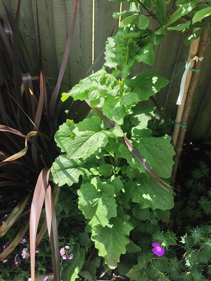 There is a BEANSTALK in my garden!!!?