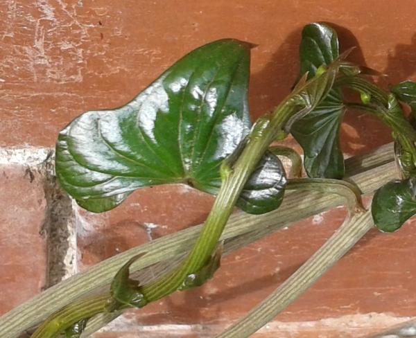 Help me to identify this plant - I should know it really