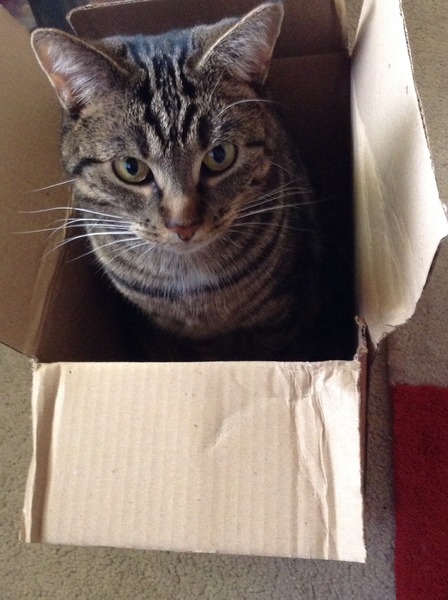 Shall we show off our cats? &#55357&#56832&#55357&#56832&#55357&#56832&#55357&#56832