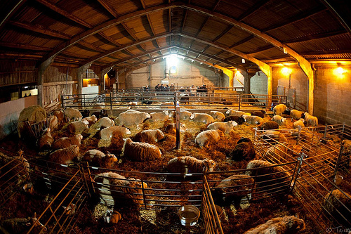 **CLOSED** WIN! Two Family Tickets to visit Cannon Hall Farm!