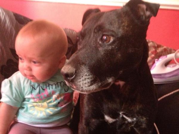 So many dear rescue dogs [sad face]