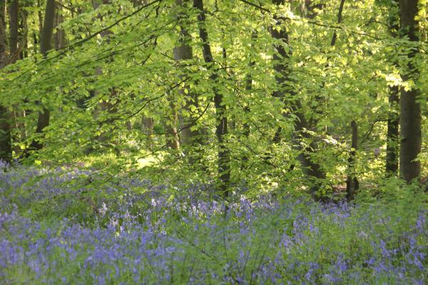 Tea Room the 37th. A new one. Needs fitting out.