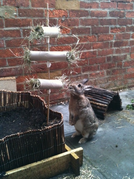 House rabbit owners - over here pls!!