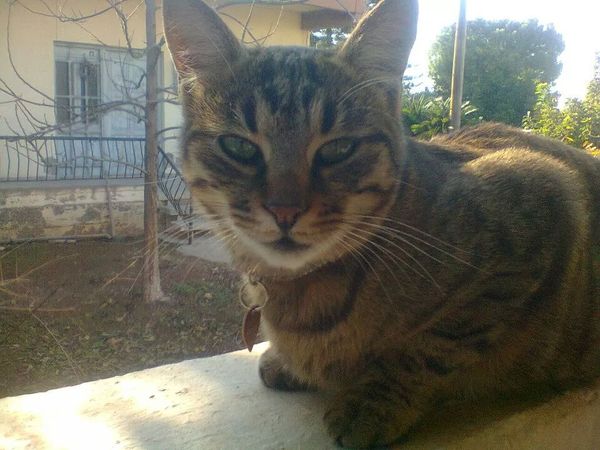 Shall we show off our cats? &#55357&#56832&#55357&#56832&#55357&#56832&#55357&#56832