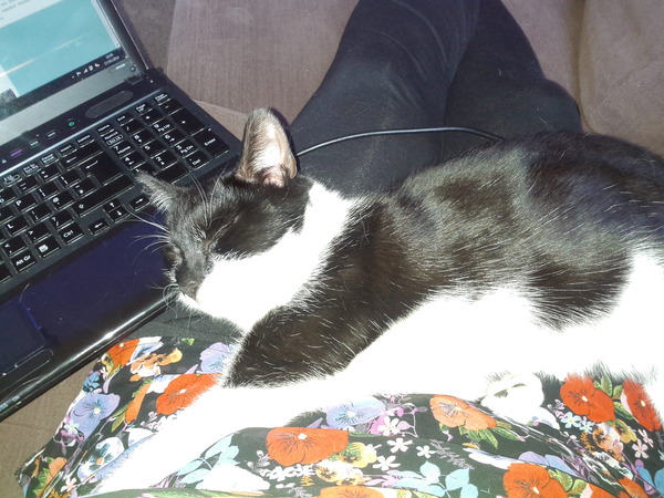 Shall we show off our cats? &#55357&#56832&#55357&#56832&#55357&#56832&#55357&#56832