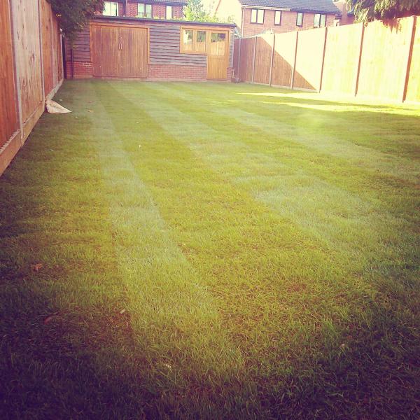 how do I look after new turf?