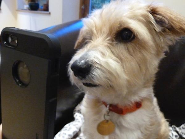 Support Homeless dogs - Post a Delfie