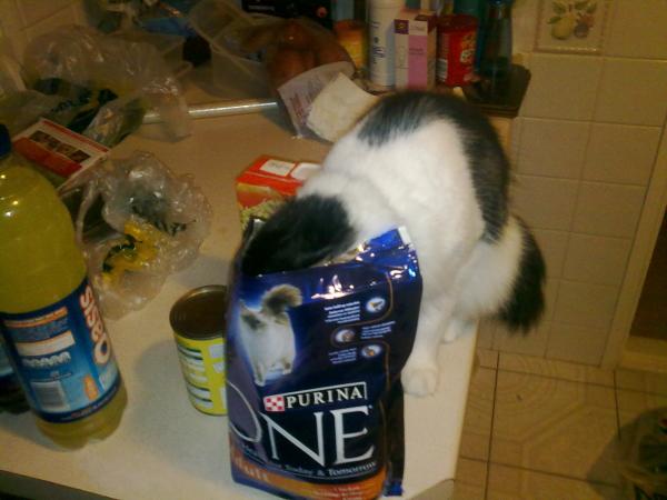 How the bloody hell do I stop my cat being such a complete git?