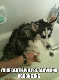 Any husky owners about?