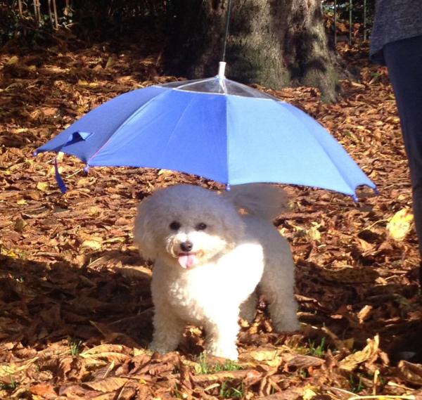 Dog walking in the rain.