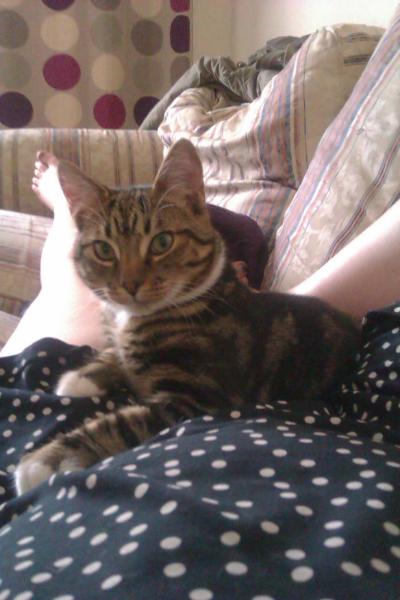 How the bloody hell do I stop my cat being such a complete git?