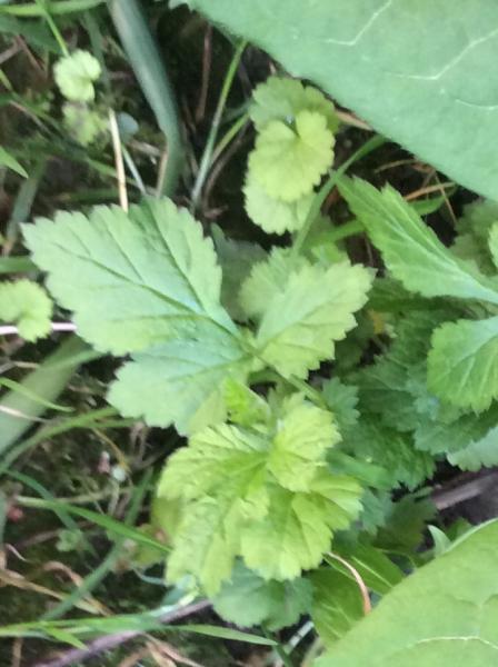 Is this a weed?