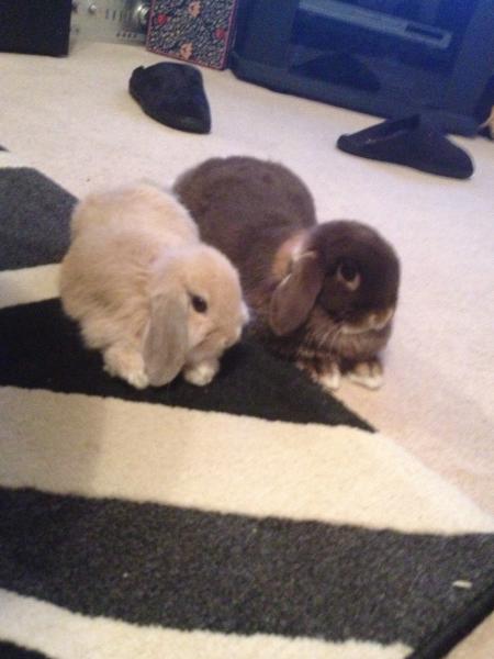 It's Rabbit Awareness Week!