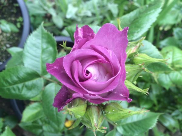 He who dares not grasp the thorn should never crave the rose