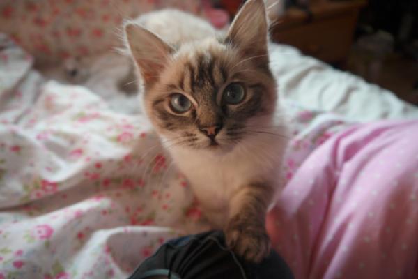 How the bloody hell do I stop my cat being such a complete git?